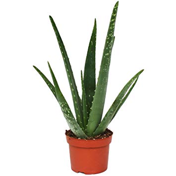 Aloe.-jpg