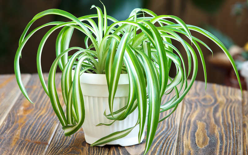 spider-plant.-jpg